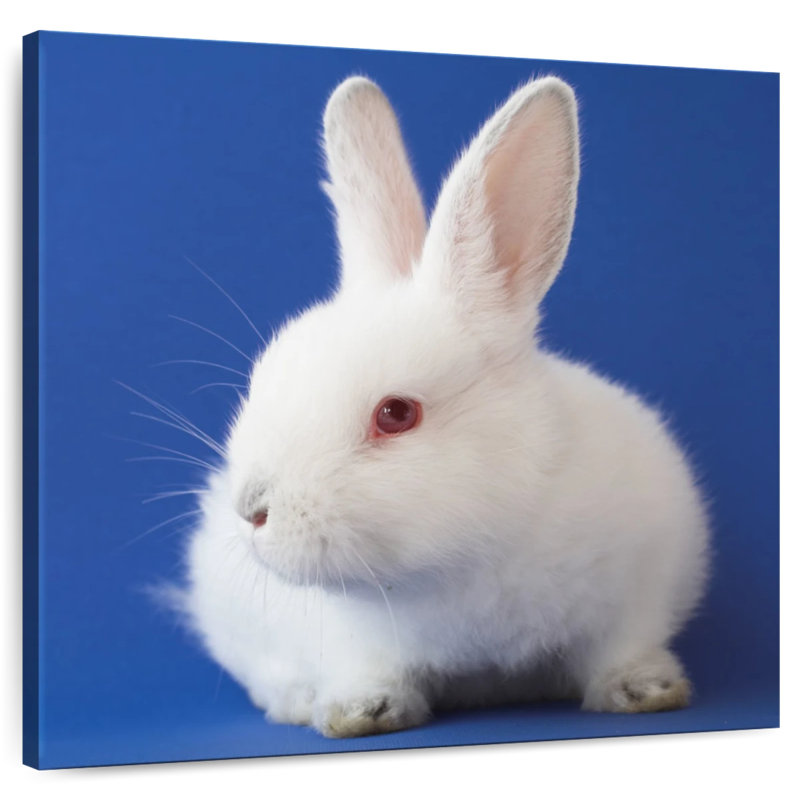 Crowle White Bunny On Blue, 33" H x 33" W