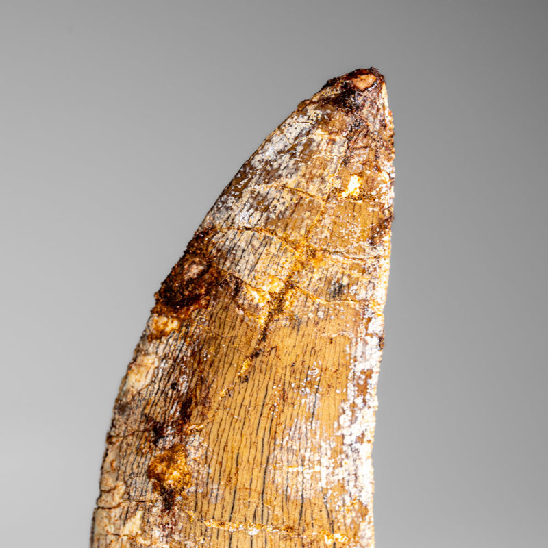 Genuine Mosasaurus Tooth In Display Case (38 Grams)