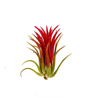 Air Plant Ioanantha Fuego 2"-3" — Primary color: Red
