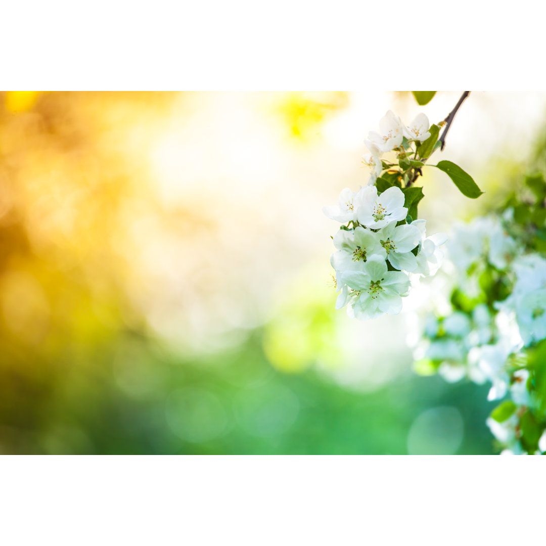 Spring Orchard von Konradlew - Ohne Rahmen auf Leinwand