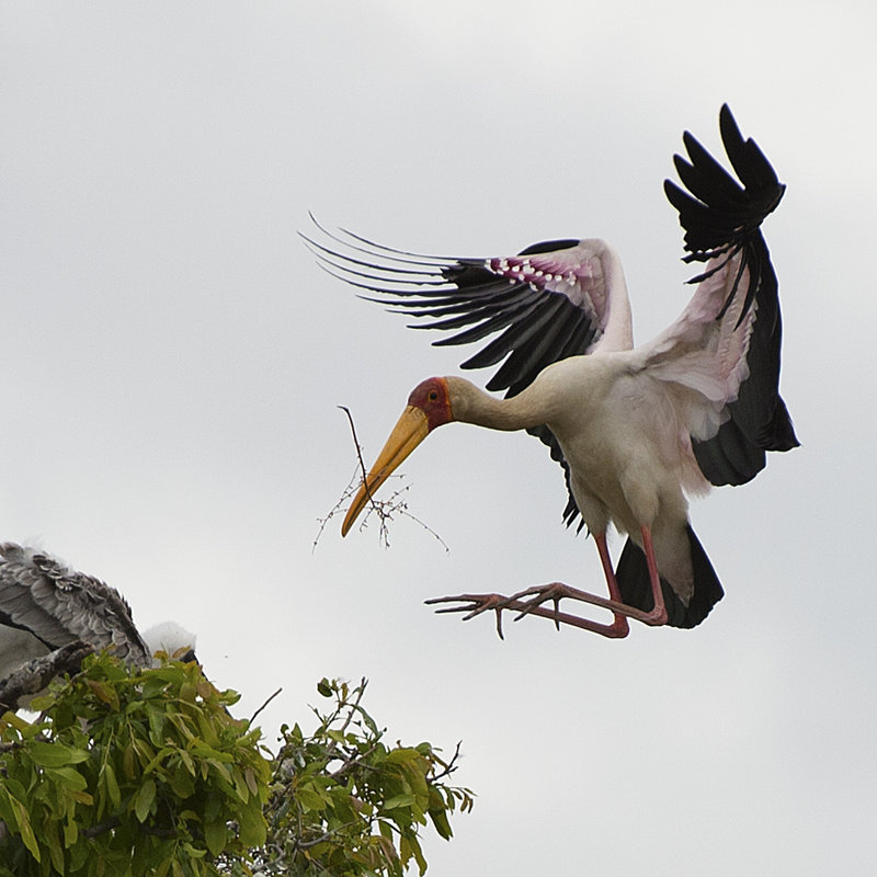 Yellow Billed Stork Nest Build by Scott Bennion - Wrapped Canvas Print, 122cm H x 122cm W