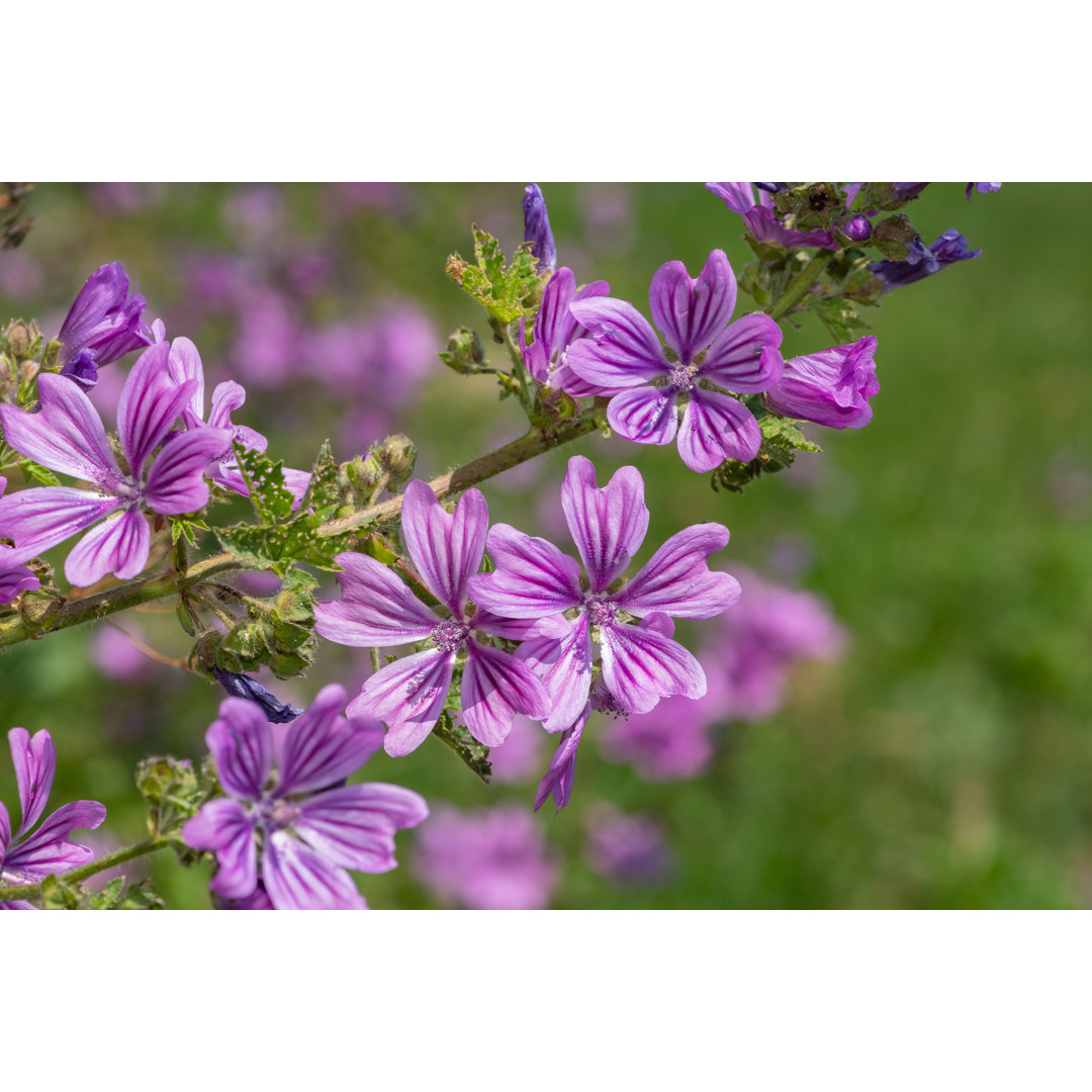 Common Mallow von Tom Meaker - Kunstdrucke auf Leinwand