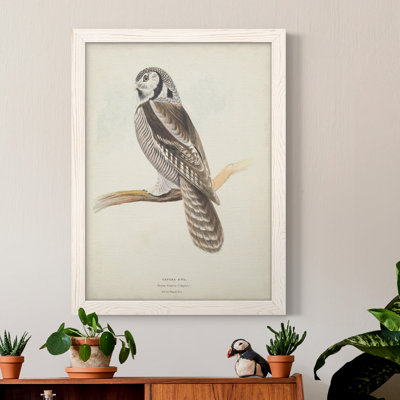 " Canada Owl " Painting Print