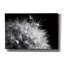  «Dandelion Dewdrops 1» par Laura Marshall, art mural sur toile, 40 po x 26 po-732112862