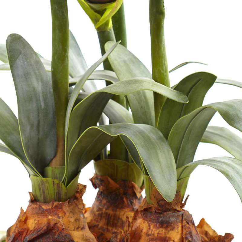 Amarylis, arrangement floral dans un vase