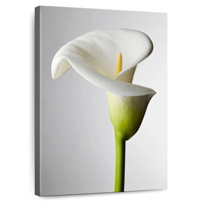 Harnek Fresh Calla Lily