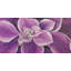 Mauve fleur gros plan - reproduction encadrée pour la décoration intérieure