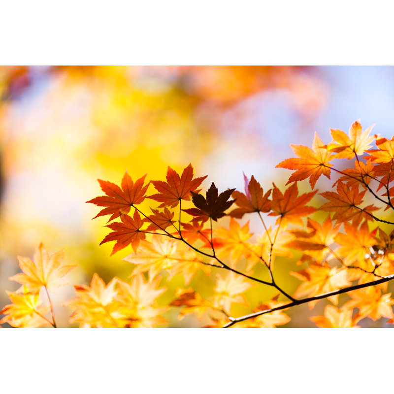 Autumn Leaves by Ooyoo, 24" H x 36" W
