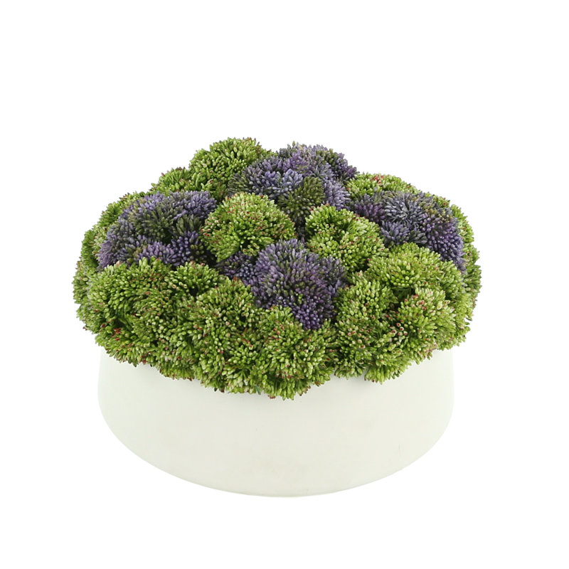Sedum Arrangement in Pot, Vase