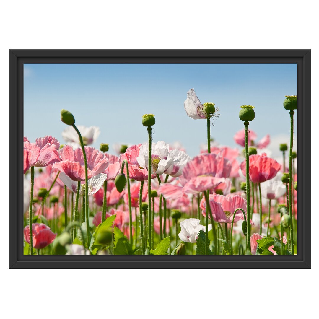 Gerahmtes Wandbild Blumenwiese Mohnblumen