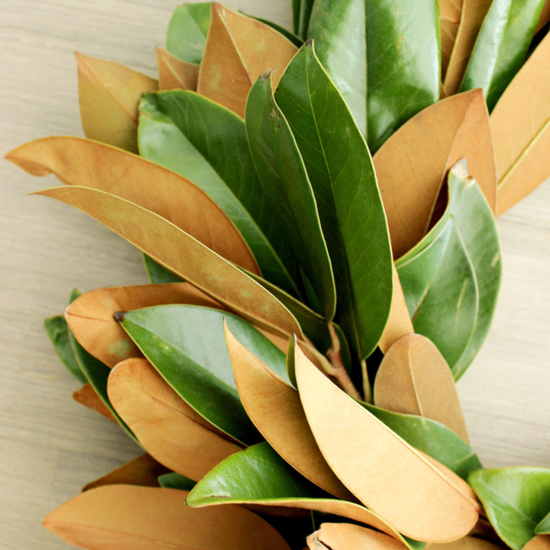 Handcrafted Live Magnolia Green and Copper 20'' Wreath