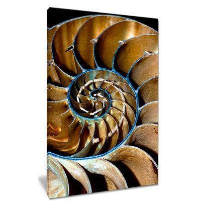 « brown large nautilus shell », impression sur toile tendue