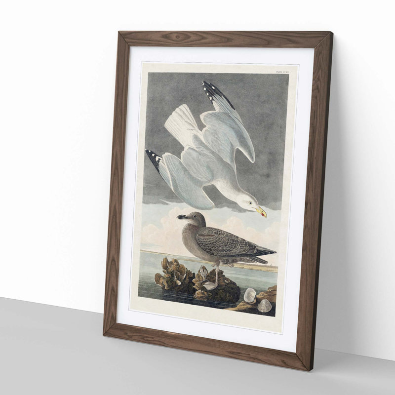 Herring Gulls by John Audubon - Framed Print, Walnut Framed, 48cm H x 36cm W x 2cm D