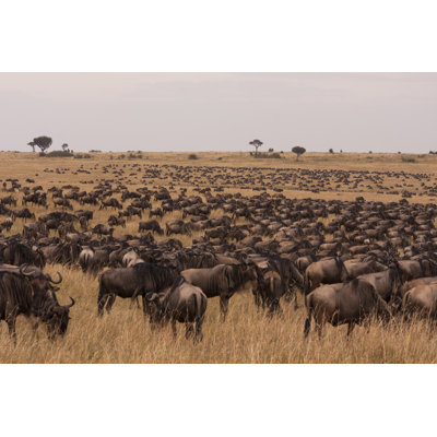 Odriscoll Wildebeests Of Masai Mara - Wrapped Canvas Print