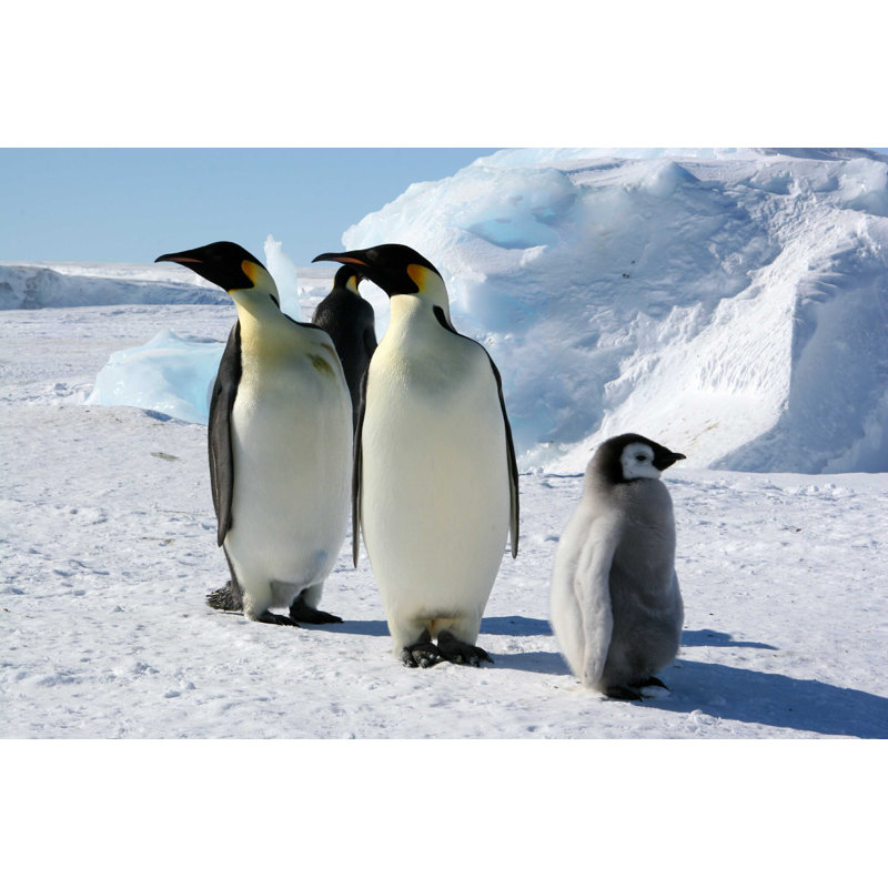 Pingouin au pôle Sud - Photographie sur toile tendue, H 12 po x l 18 po