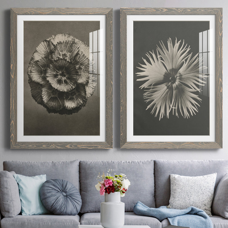«Blossfeldt Flower III», ensemble de 2 reproductions de photos sur papier encadrées, Cadre en papier gris