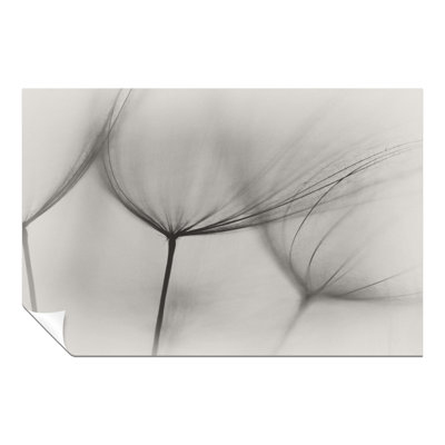 Salsify Flowers - No Frame Print