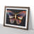 Walnut Framed