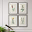 Traditional Botanical I - Ensemble de 4 peintures encadrées-1560402377-1560402229