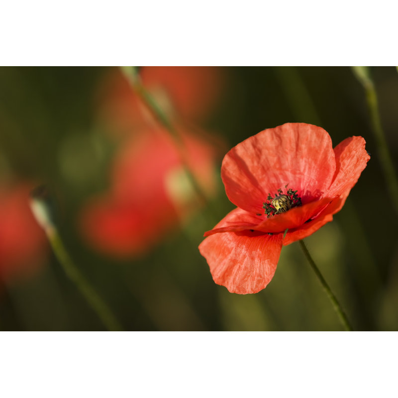 Poppy Field by Spod - Wrapped Canvas Print, 30cm H x 46cm W