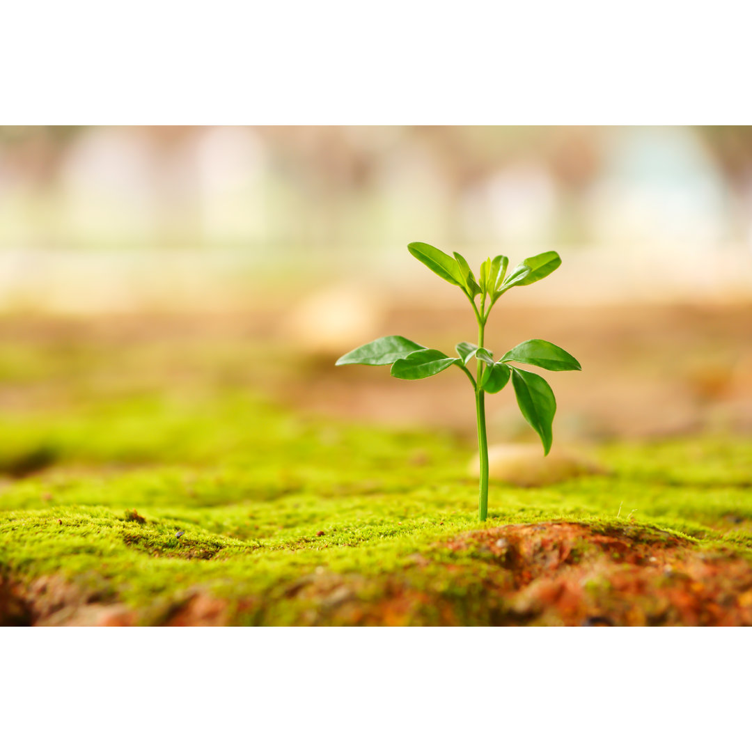 New Plant Emerging From The Ground von Martinplkang - Kunstdrucke auf Leinwand ohne Rahmen