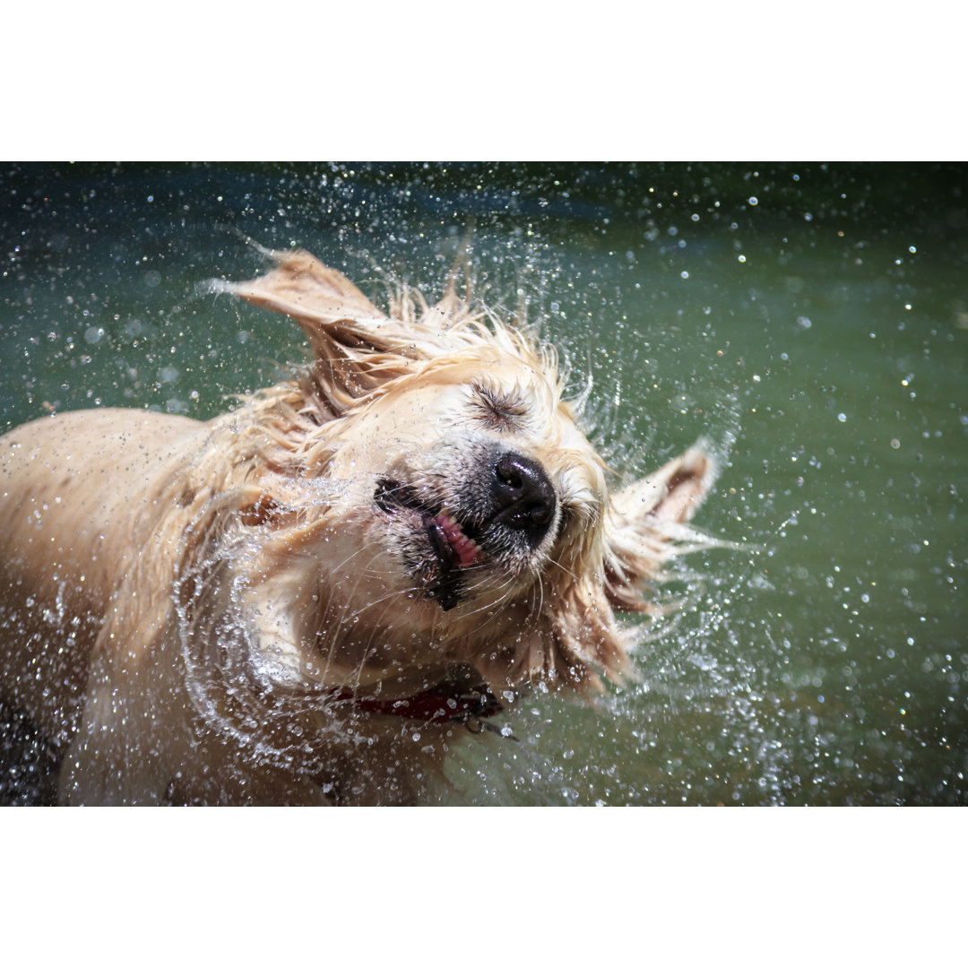 Leinwandbild Golden Retriever Shaking Off Water von Lorenzo Patoia