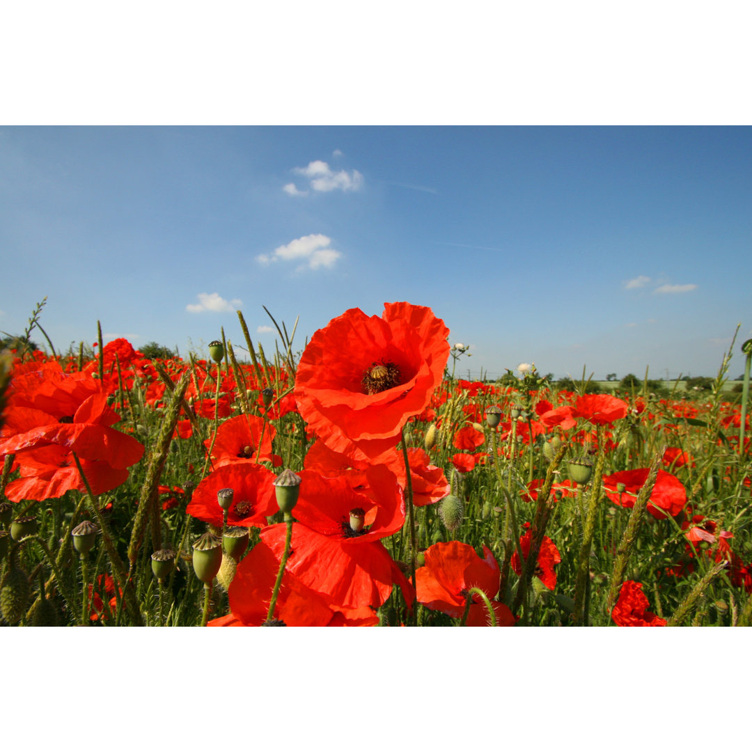 Masse von Mohnblumen - Leinwanddrucke auf Leinwand