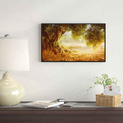 " Beautiful Old Olive Tree "