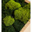 Moss Plant in Wood Freestanding