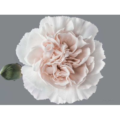 " Blush Carnation " by Elise Catterall