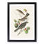 Selection of Birds by John Audubon - Framed Print-55613905-55613909