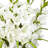 Gladiola Arrangement in Vase