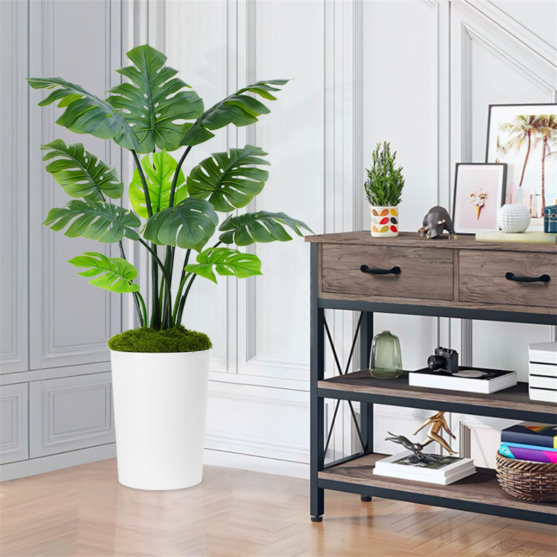 150cm Plant