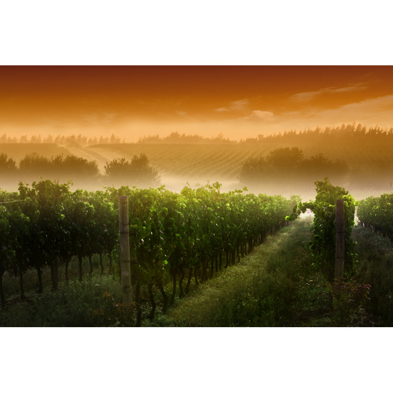 Lever de soleil au vignoble de Kycstudio, H 32 po x l 48 po