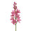 ORCHID CYMBIDIUM STEM