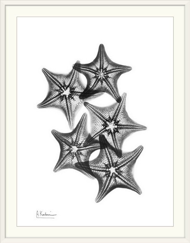 «Starfish IV X-Ray» par Albert Koetsier, reproduction de photo, H 32 po x l 26 po x P 1 po, Cadre blanc