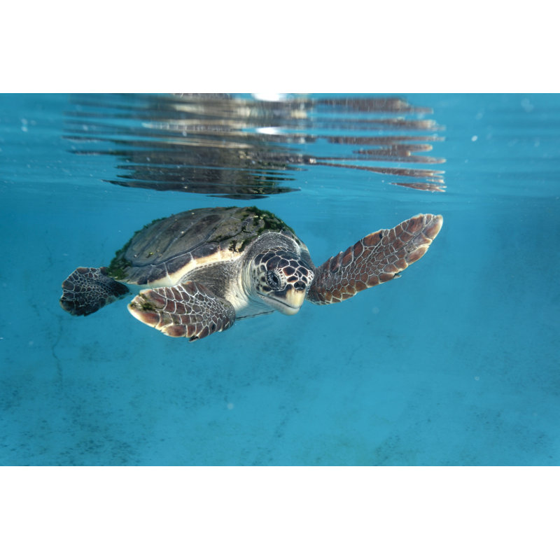 Loggerhead Sea Turtle - Photographie sur toile tendue, H 20 po x l 30 po