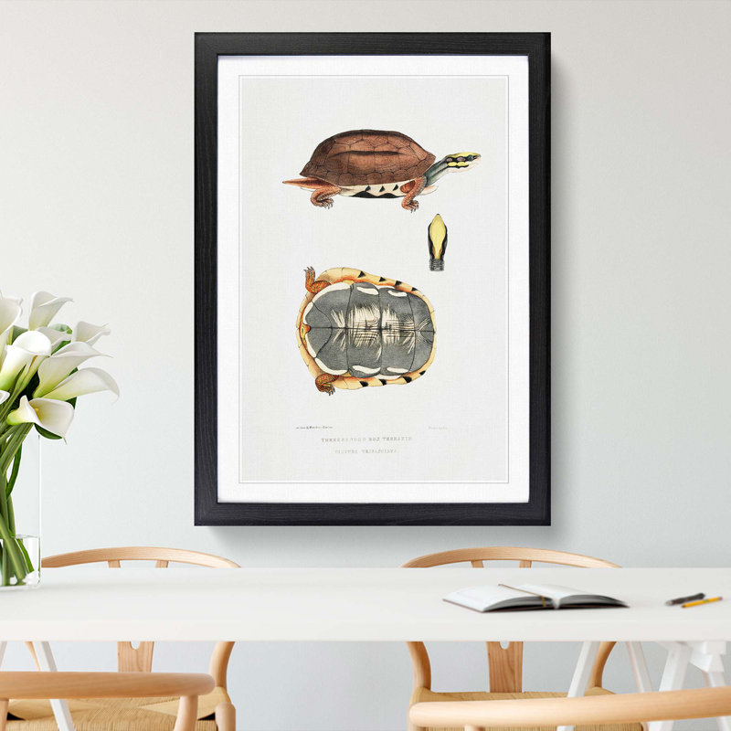 Three Banded Box Terrapin by John Edward Gray - Picture Frame Painting Print, 65cm H x 48cm W x 2cm D, Black Framed