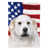 Kuvasz sélectionné
