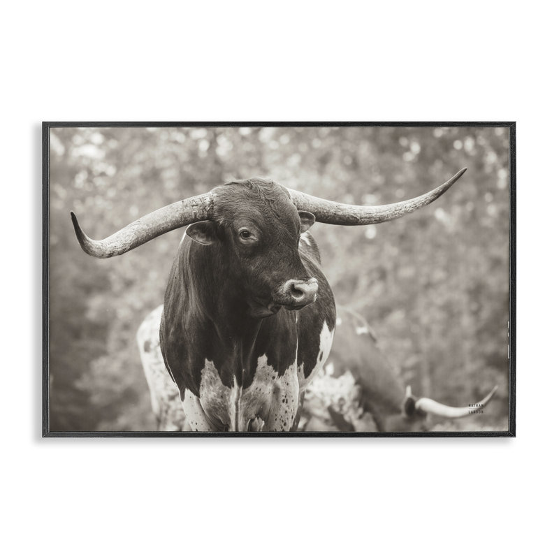  «Longhorn's Gaze», estampe numérique de Nathan Larson, H 20 po x l 30 po, Giclée encadrée noir minuit