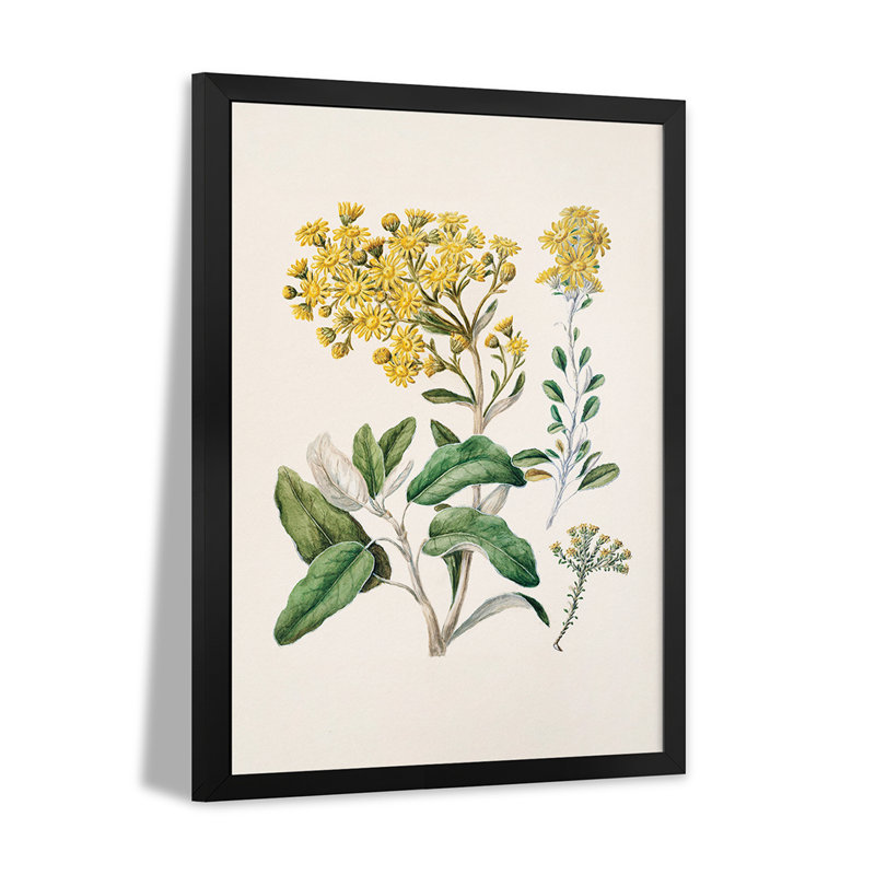 Daisy Brachyglottis - reproduction d'art murale - affiche de galerie, H 32 po x l 24 po