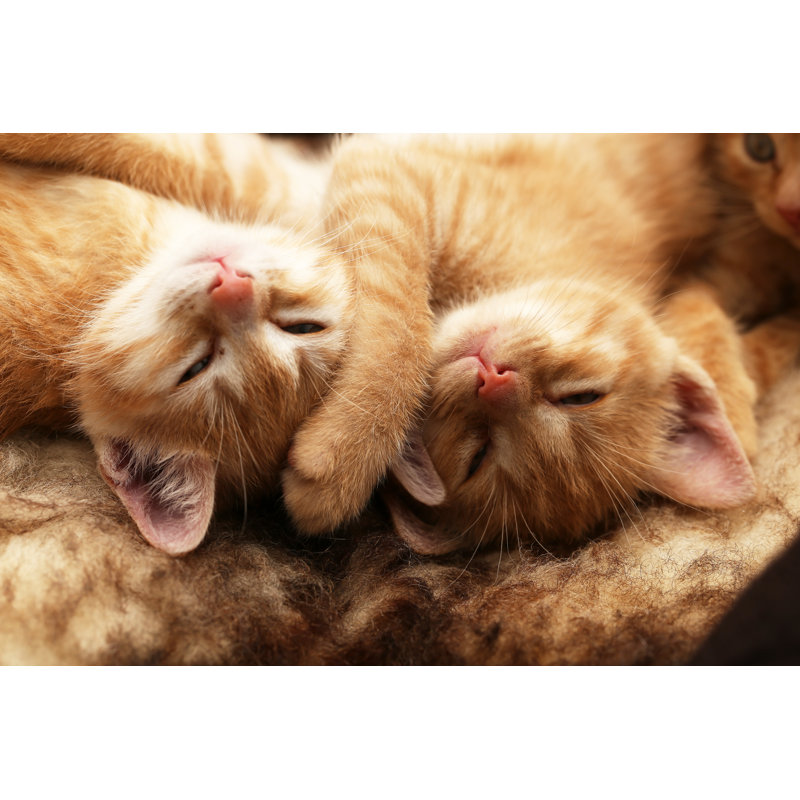 Chatons par Leo Malsam - Photographie sur toile tendue, L 12 po x H 8 po