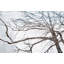 Winter Branches Print-26948534-26948535