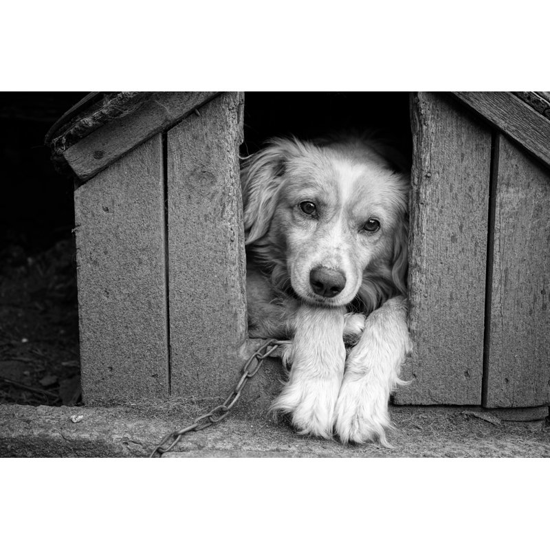 Sinope Lonely Dog - Wrapped Canvas Print, 30cm H x 46cm W x 3.8cm D