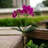 Phalaenopsis Spray 16" - 3 Packs
