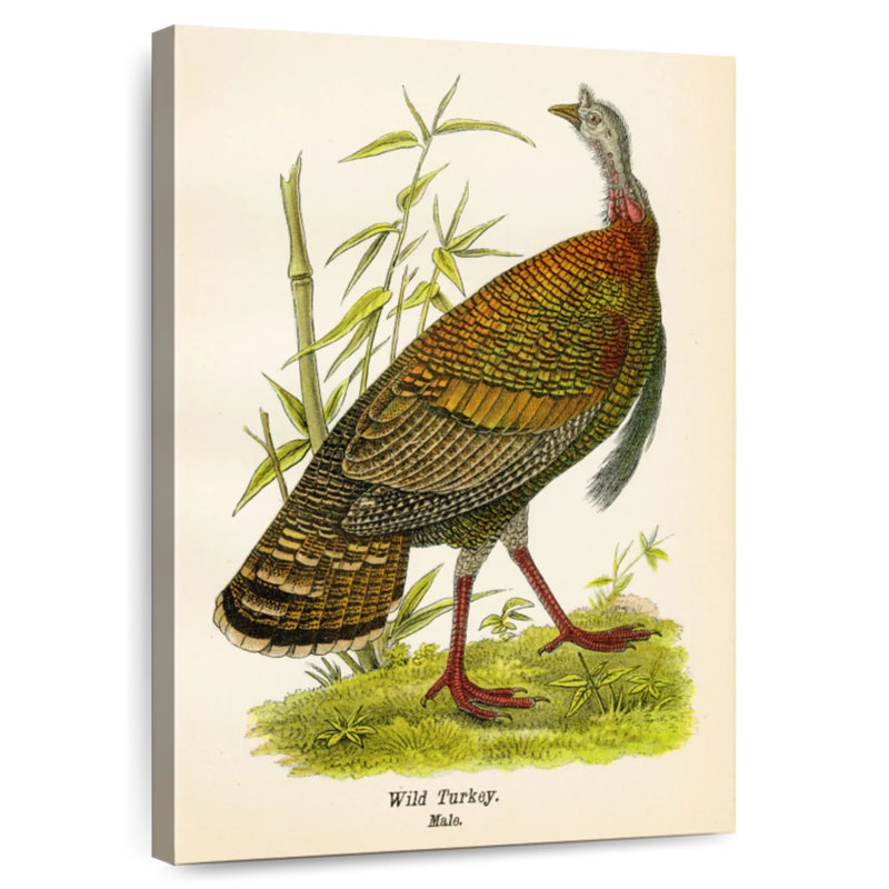 Brampt Wild Turkey Lithograph, 45" H x 30" W