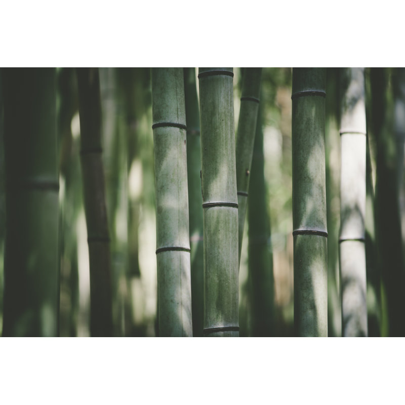 Bamboo Light And Shadow - Wrapped Canvas Print, 81cm H x 122cm W