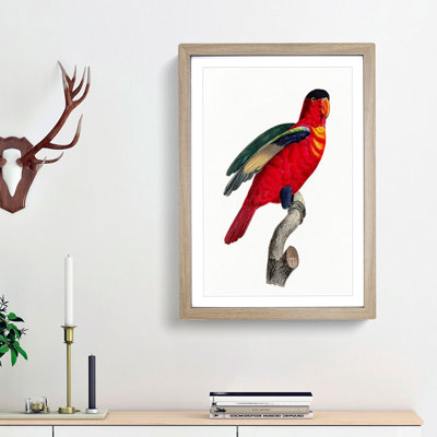 A Purple-Naped Lory by F. Levaillant - Framed Print