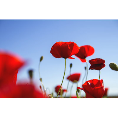 Red Poppies Agains Blue Sky by Jessicahyde - Wrapped Canvas Print