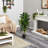 Dracaena Silk Plant